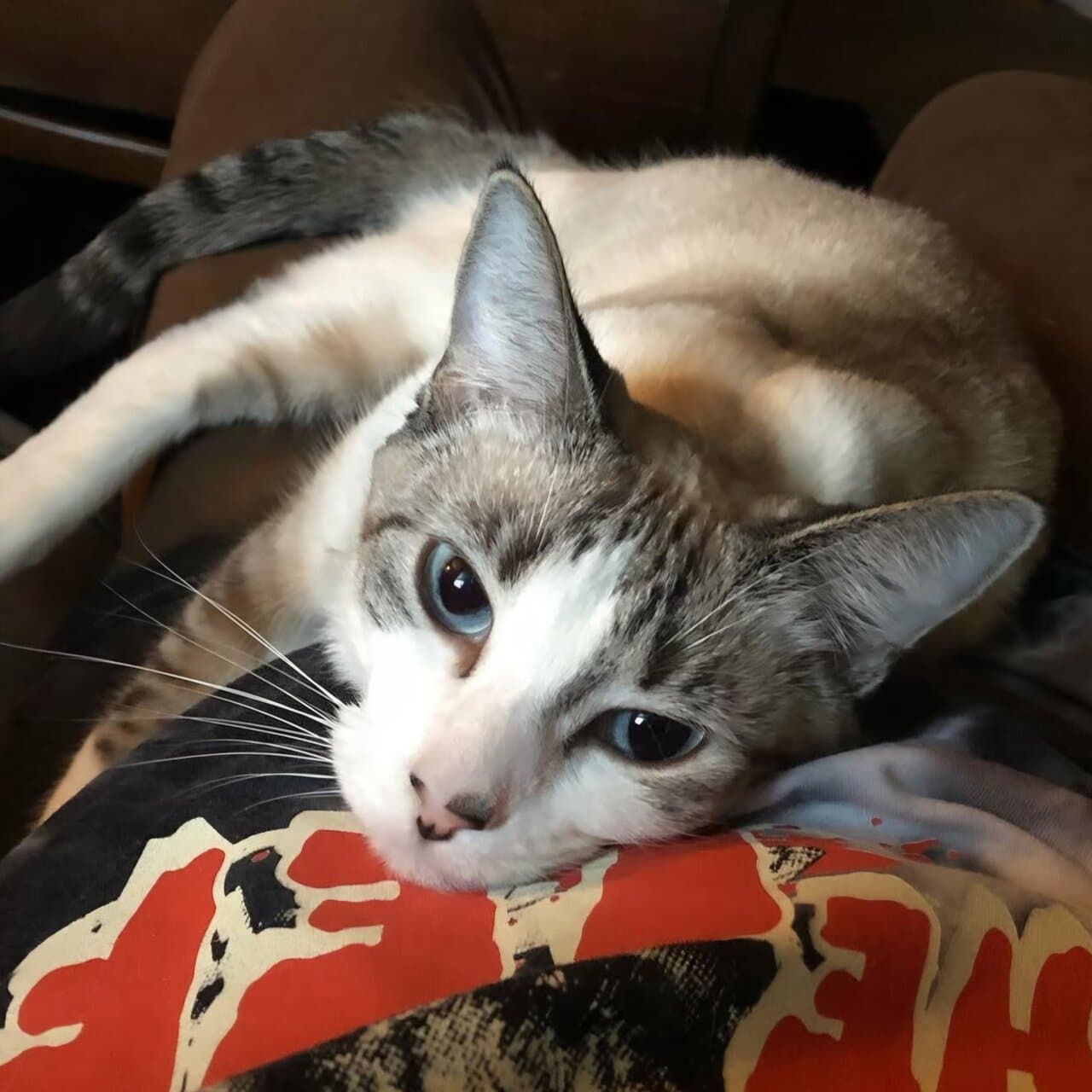 Nilla