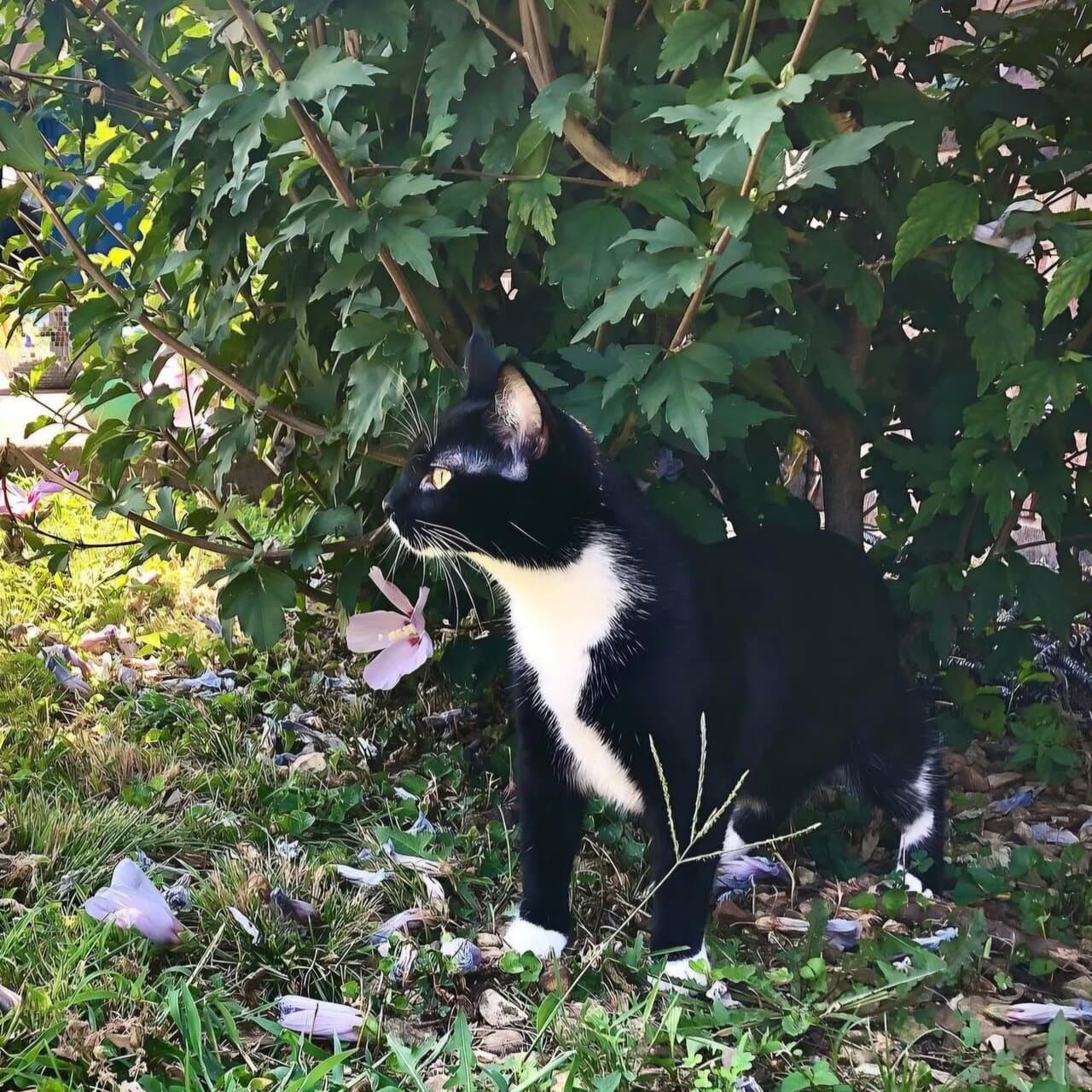 Siouxsie
